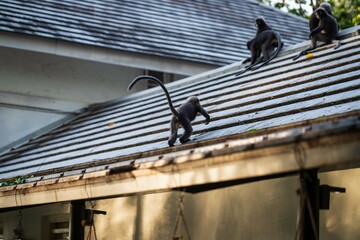 Naklejka premium Group of Dusky Leaf Monkey Jumping Through the Rooftop in Penang, Malaysia