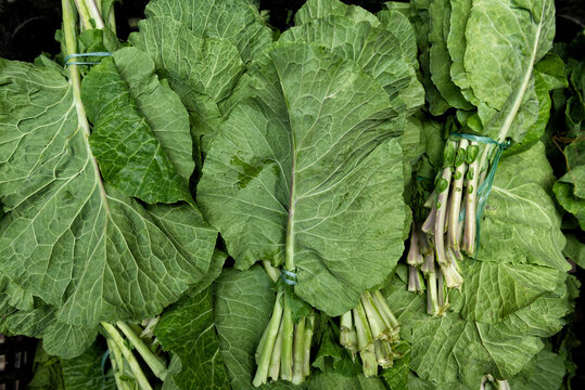 Kale or leaf cabbage