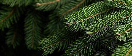 Close-up of lush green pine tree branches.
