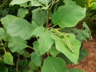 two green locusts camouflaged on a green leaf. green locust