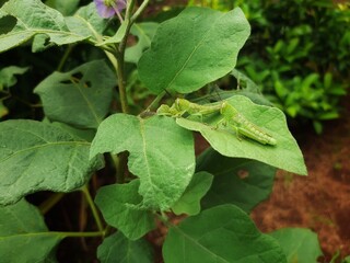 two green locusts camouflaged on a green leaf. green locust