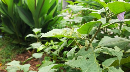 two green locusts camouflaged on a green leaf. green locust