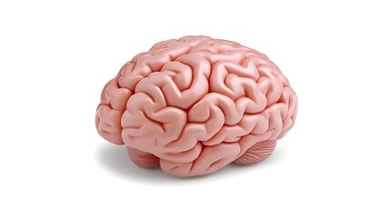 Realistic Human Brain Model in Soft Pink Color for Medical and Educational Use, Representing Neurology, Psychology, and Health Sciences