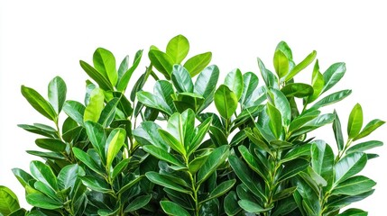 Fototapeta premium Lush Green Foliage Tropical Plant Nature Background Leaves Texture Greenery Garden Plantlife Image