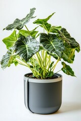 Alocasia Amazonica Plant in Modern Gray Pot Home Decor Indoor Plant