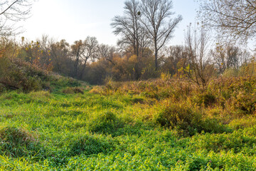 A serene autumn meadow in Poland at sunset. Vibrant green grass contrasts with golden and brown foliage. Bare trees stand in the background, creating a tranquil, natural scene.