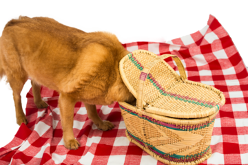 A dog curiously investigates a wicker picnic basket on a red and white checkered blanket, creating a cheerful outdoor picnic scene. 