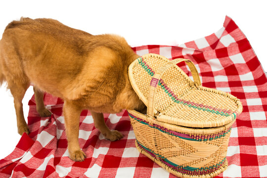 A dog curiously investigates a wicker picnic basket on a red and white checkered blanket, creating a cheerful outdoor picnic scene. 