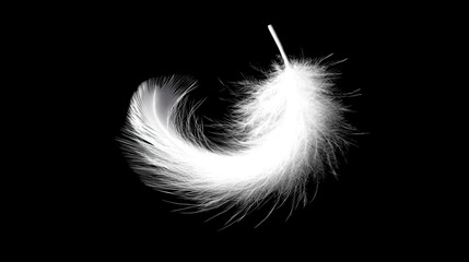 Elegant White Feather on Black Background with Soft Lighting Effects