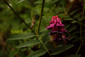 flor violeta y follaje verde