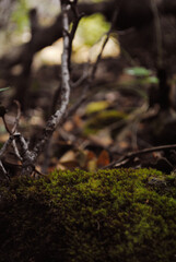 detalle sobre musgo textura