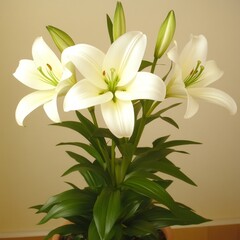 Elegant White Lilies in a Pot, Peaceful Home Decor