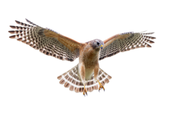 A red-shouldered hawk (Buteo lineatus) flying, isolated on a transparent background. Transparent PNG asset for your graphic projects, with realistic motion blur on the wings. From my original photo.