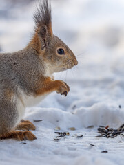 The squirrel in winter sits on white snow.