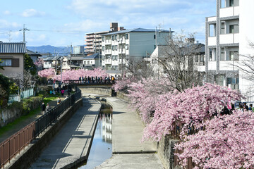 京都 淀水路の河津桜　お花見