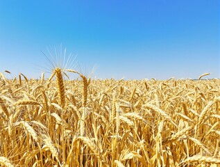 wheat field in summer