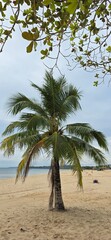 Obraz premium palm tree on the beach