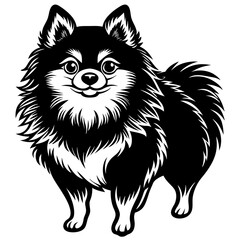 Pomeranian dog Silhouette on white background on Vector and illustration