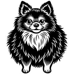 Pomeranian dog Silhouette on white background on Vector and illustration