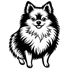 Pomeranian dog Silhouette on white background on Vector and illustration