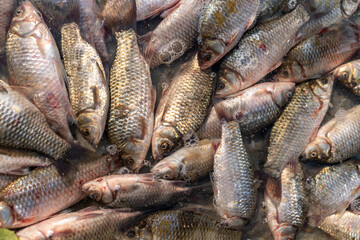 A Vibrant Collection of Fresh Fish in Clear Water