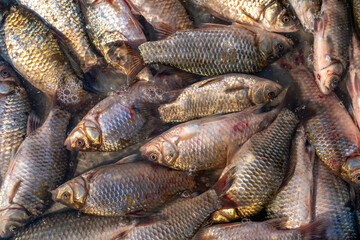 Abundance of Freshwater Fish Surrounding in Clear Water