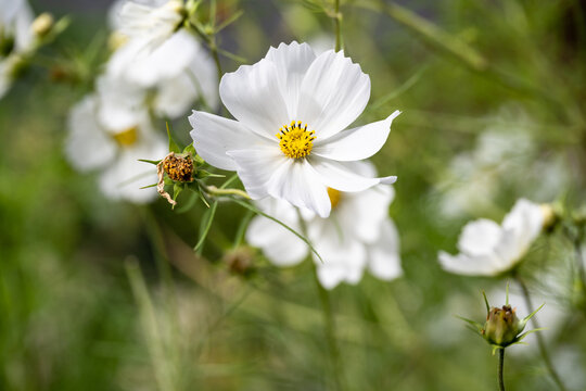 Light ethereal white flowers of white cosmos flowers blooming in a fall garden, as a fresh air nature background
