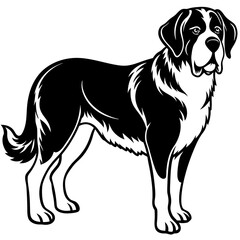 Silhouette Saint Bernard Dog Vector and illustration on white Background