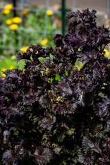 Red Shiso plants growing in a kitchen garden on a sunny fall day, spicy purple greens for use in salads and other foods
