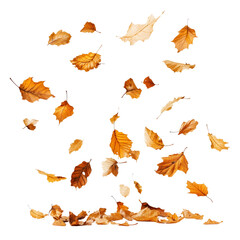 Flying Dry Leaves Isolated on Transparent Background