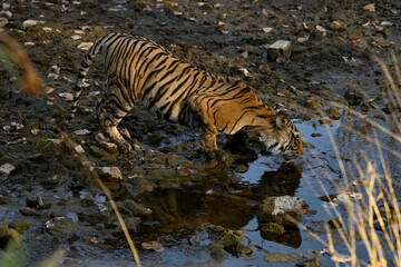 Tigress Noori Drinking Water at Ranthambore National Park Rajasthan India