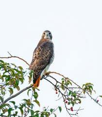 single red tailed hawk standing on the tree branch