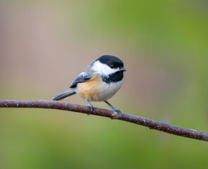 Fototapeta premium black capped chickadee bird standing on the tree branch