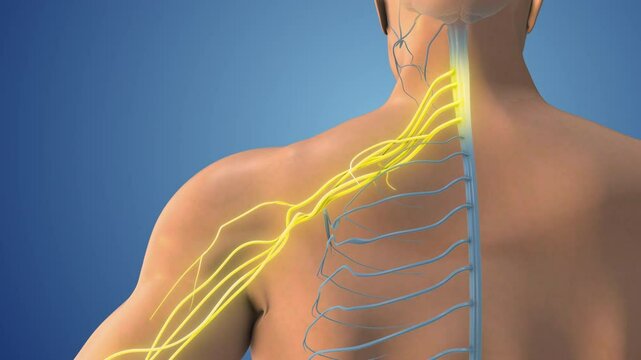 Anatomy of Shoulder Featuring Brachial Plexus Network