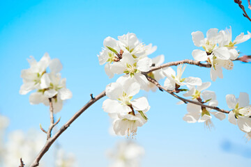Obraz premium Peach blossoms blooming outdoors in spring