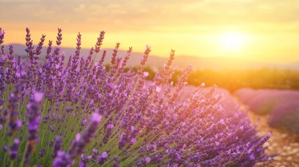 Obraz premium Blooming Lavender Field Under Golden Sunset Sky Landscape