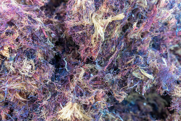 Vibrant Close-Up of Colorful Seaweed, Nature's Marine Textile