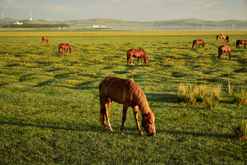 Naklejka premium Horses grazing on the grassland in the early morning at Kulun Nur Scenic Area, Guyuan County, Hebei Province