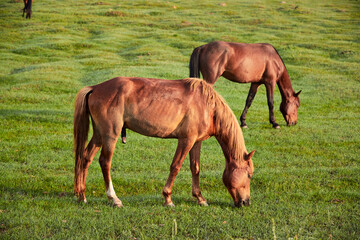 Fototapeta premium Horses grazing on the grassland in the early morning at Kulun Nur Scenic Area, Guyuan County, Hebei Province