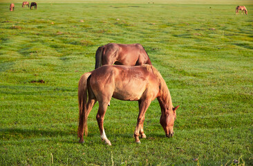 Obraz premium Horses grazing on the grassland in the early morning at Kulun Nur Scenic Area, Guyuan County, Hebei Province