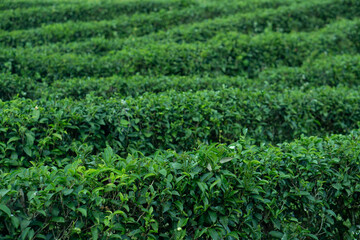 Rows of lush green plants of Tea.  Possibly a tea or crop field, create a textured, repeating pattern across the landscape.