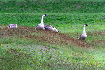 Obraz premium Several geese are scattered on a grassy bank, some resting and others standing alert against a green background.