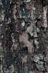 Closeup of rough bark clings to the tree. For background and textured.