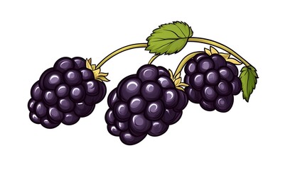 Fresh and Juicy Blackberries on a White Background for Illustrations
