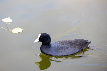 Beautiful ducks in the lake at Yuanmingyuan Park, Beijing