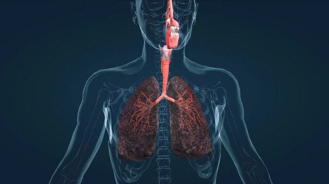Harmful effects of smoking on lungs