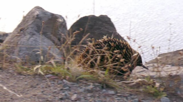Echidna Walking from Lakeside Rocks to Dirt Path