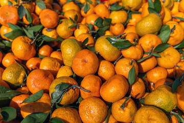 Vibrant Citrus Harvest: Fresh, Juicy Oranges with Green Leaves