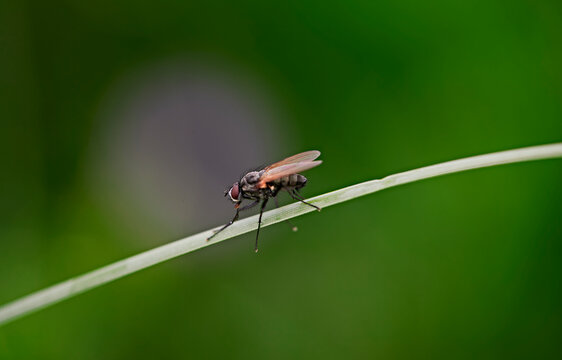 Macro photography of insects and wild grasses on the Bashang grassland in midsummer
