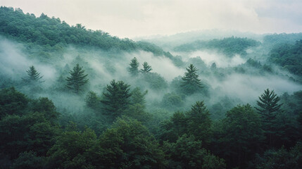 Fototapeta premium Dreamy Forest Fog at Dawn - Mystical Nature Scene for Wallpaper or Background